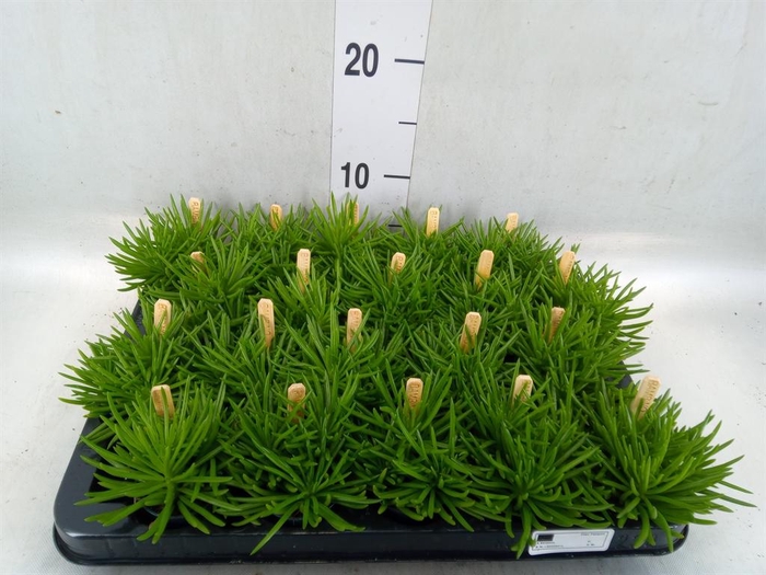 <h4>Senecio archeri 'Himalaya'</h4>