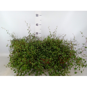 Muehlenbeckia com. 'Mao'ri'