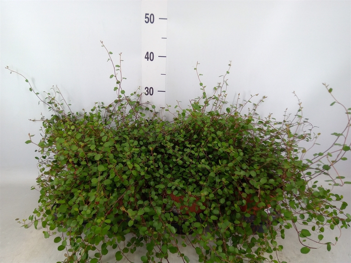 <h4>Muehlenbeckia com. 'Mao'ri'</h4>