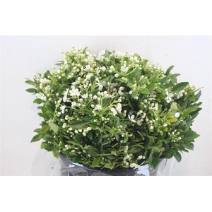 Chiosia Flower P Bunch