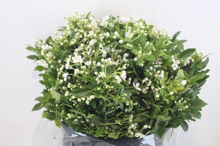 <h4>Chiosia Flower P Bunch</h4>