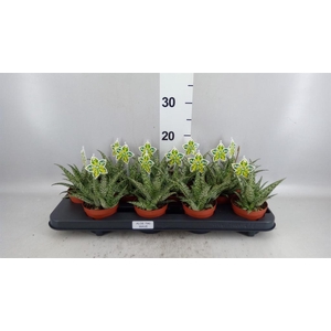 Aloe overig
