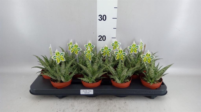 <h4>Aloe overig</h4>