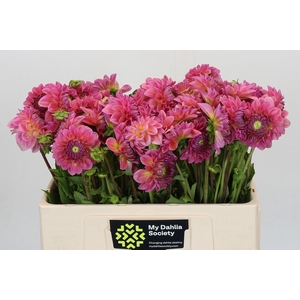 Dahlia Pink Suffusion