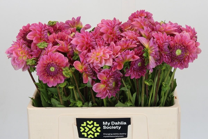 <h4>Dahlia Pink Suffusion</h4>