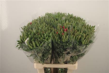 <h4>Clarkia Am Gr Red</h4>