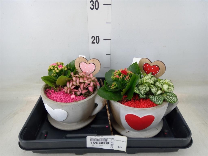 <h4>Arr. Planten L%</h4>