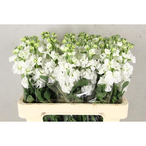 Matth Iron White