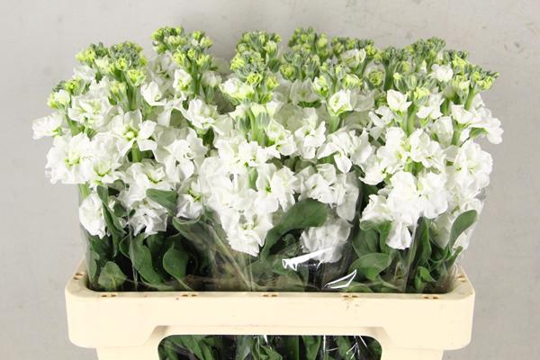<h4>Matth Iron White</h4>