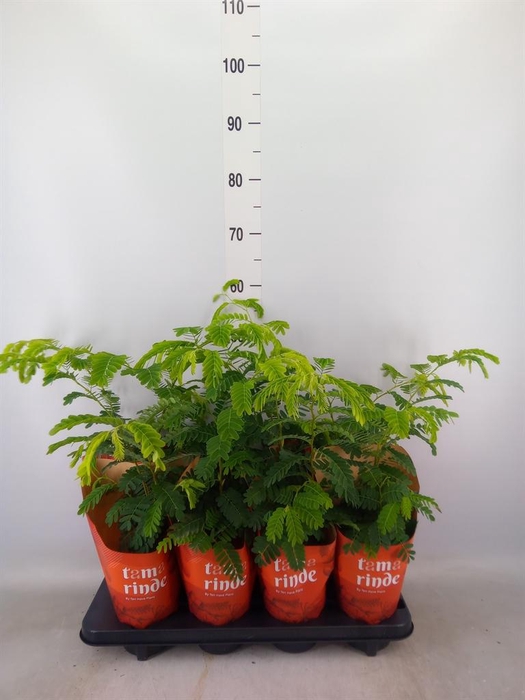 <h4>Tamarindus indica</h4>