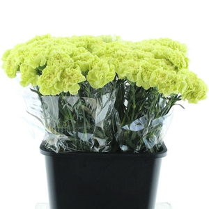 Di St Lady Zoya Green X 160