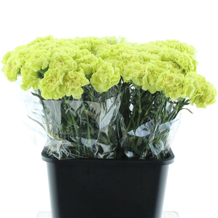 <h4>Di St Lady Zoya Green X 160</h4>