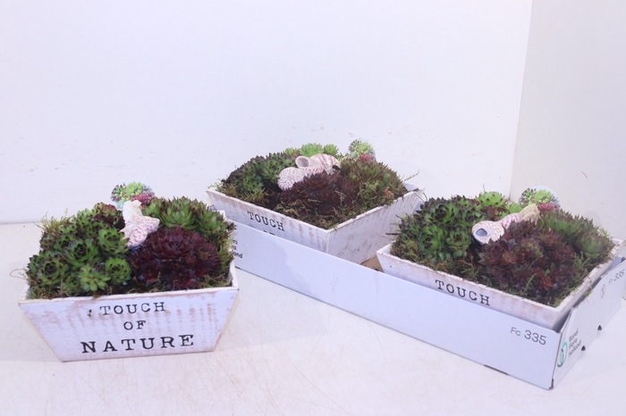 <h4>ARR SEMPERVIVUM</h4>