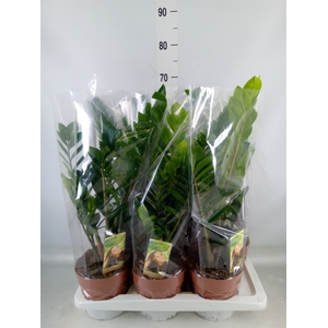 Zamioculcas zamiifolia