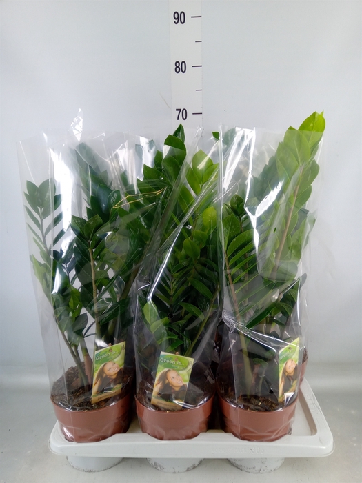 <h4>Zamioculcas zamiifolia</h4>