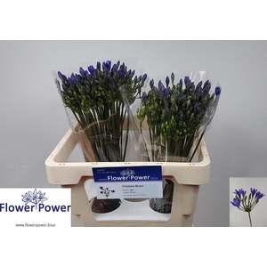 Tritteleia Blues Flower Power