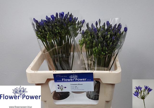 <h4>Tritteleia Blues Flower Power</h4>