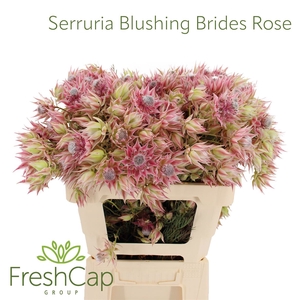 Serruria Blushing Brides Rose 10+ Flwrs