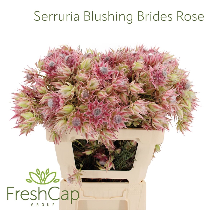 <h4>Serruria Blushing Brides Rose 10+ Flwrs</h4>