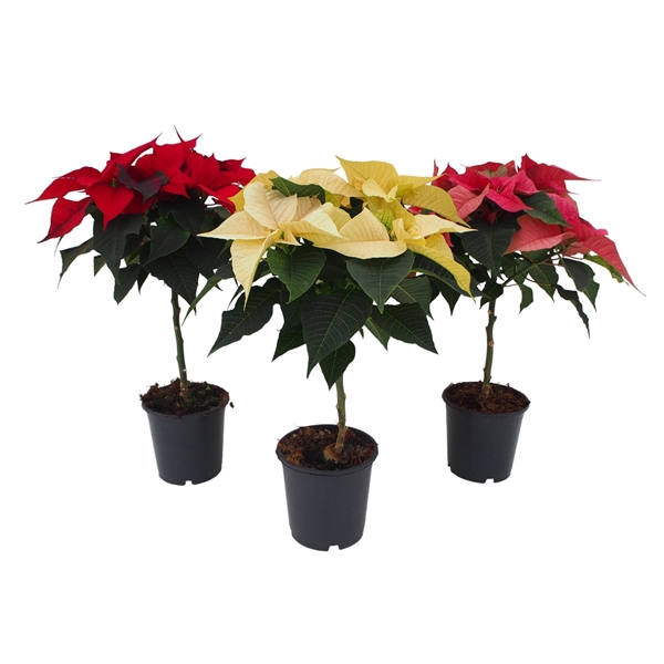 <h4>Euphorbia pulcherrima gemengd</h4>