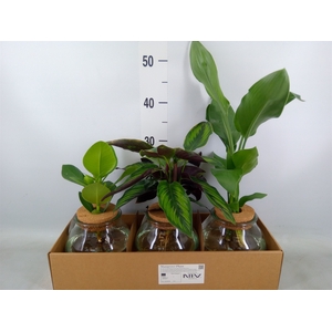 Planten  ..mix