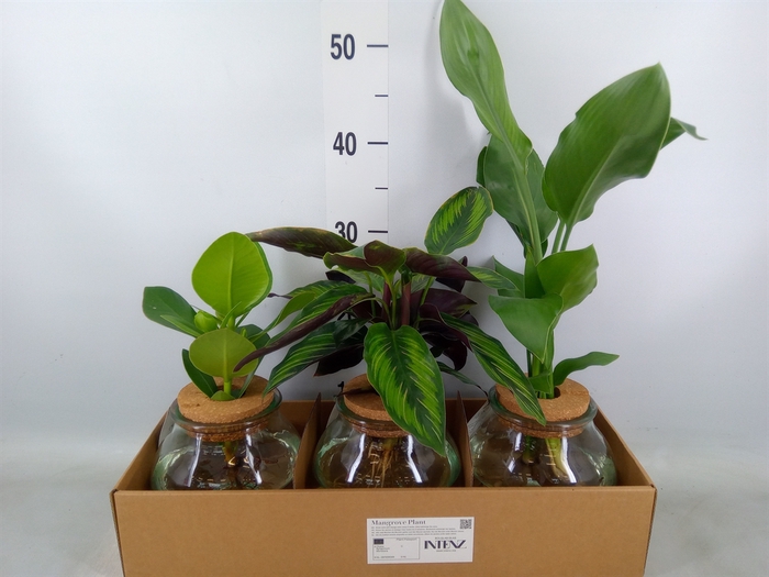 <h4>Planten  ..mix</h4>
