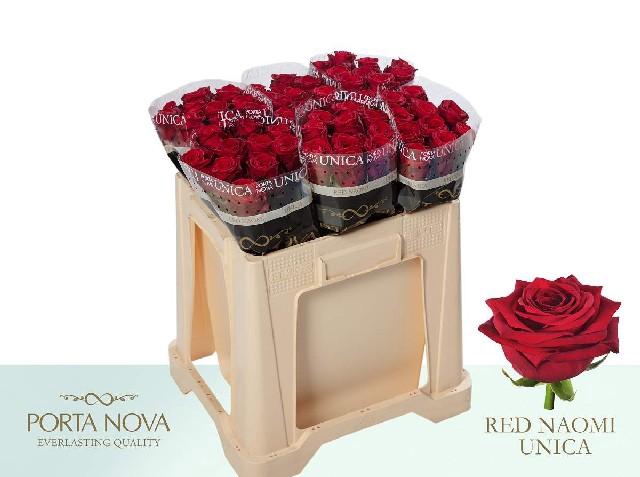 <h4>Rosa large red naomi! Unica Porta Nova</h4>