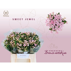 Bouvardia Sweet Jewel