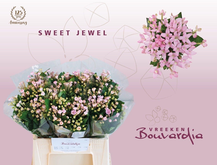 <h4>Bouvardia Sweet Jewel</h4>