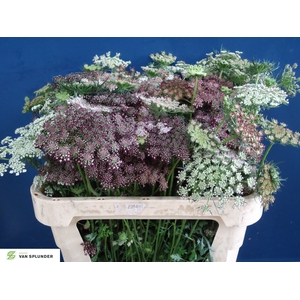 DAUCUS CAROTA DARA