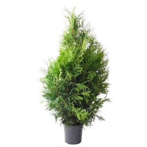 Thuja occ. Brabant, plantmaat 100+ cm - Rondgestoken -