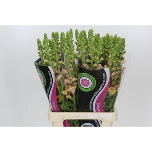 Antirrhinum Potomac Light Orange