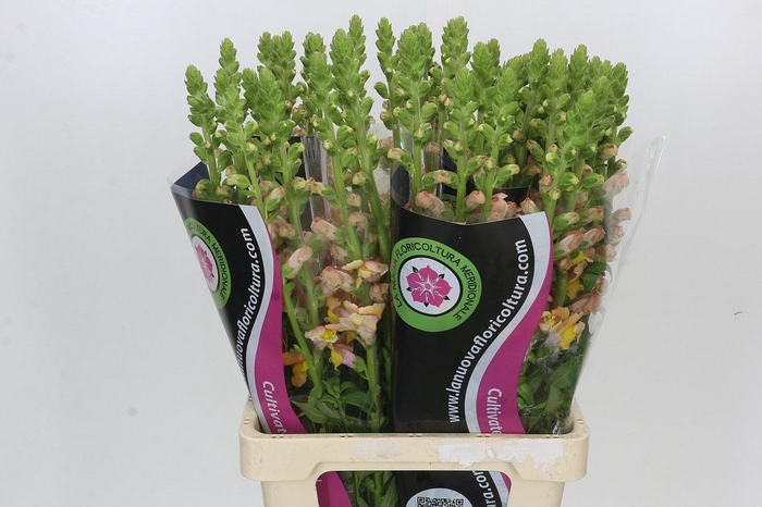 <h4>Antirrhinum Potomac Light Orange</h4>