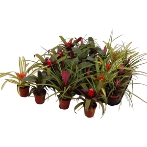 BROMELIA GEM