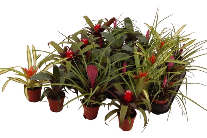 <h4>BROMELIA GEM</h4>