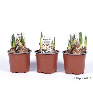 NARCISSUS INCOMPARABILIS