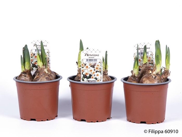 <h4>NARCISSUS INCOMPARABILIS</h4>