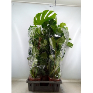 Monstera delic.