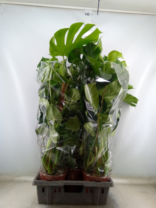 <h4>Monstera delic.</h4>