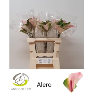 ANTH A ALERO 30 OPZET