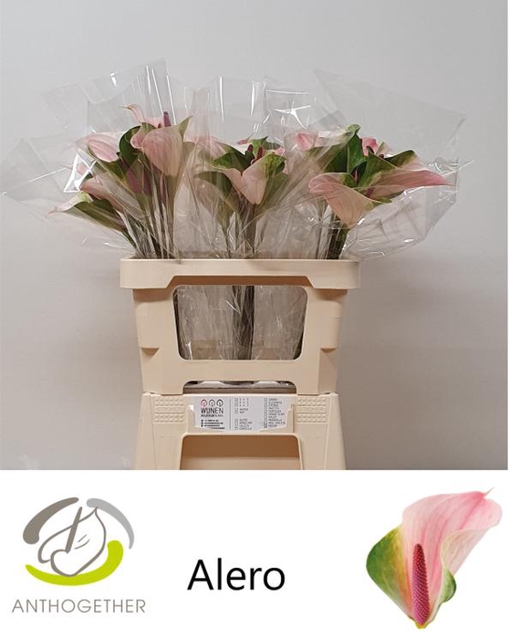 <h4>ANTH A ALERO 30 OPZET</h4>