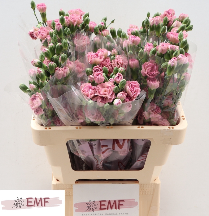 <h4>DI TR MOCHA SWEET</h4>