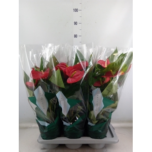 Anthurium andr. 'Nevada'