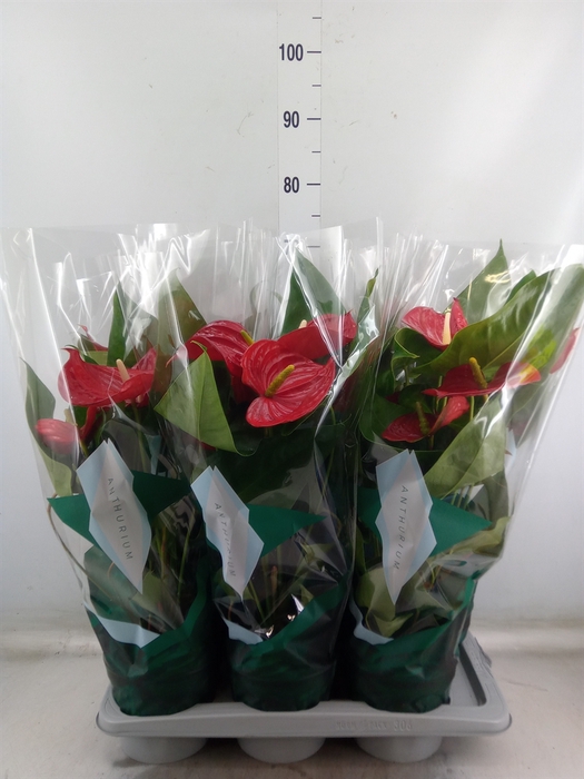 <h4>Anthurium andr. 'Nevada'</h4>