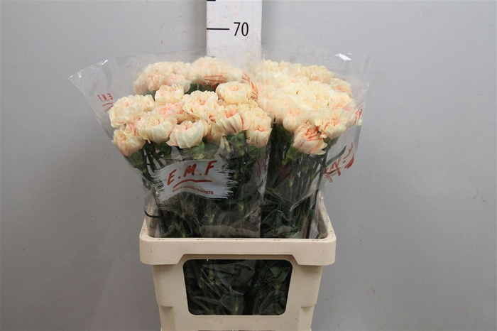 <h4>Di St Apple Tea</h4>