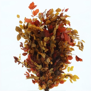 Pres Beech Leafs Autunm Mix