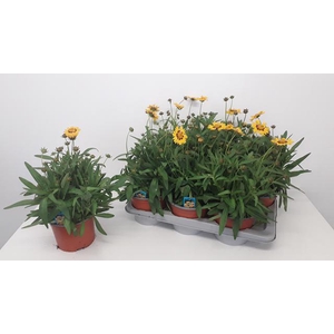 CORE GRANDIFLORA