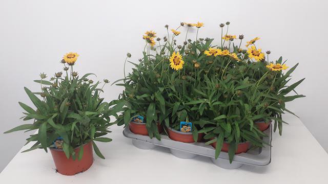 CORE GRANDIFLORA