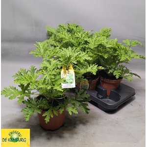 PEL GRAV LEMON TREE