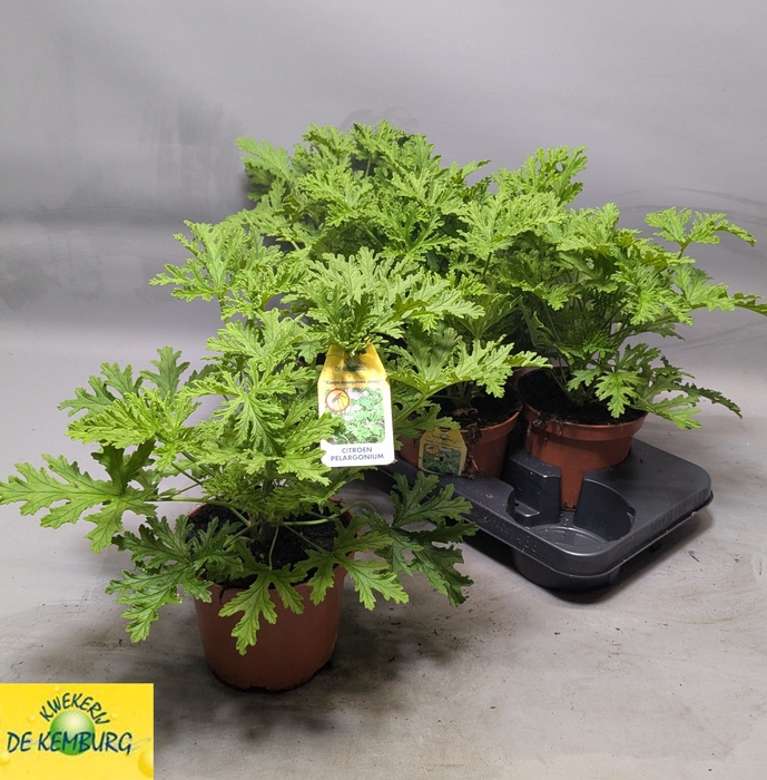 <h4>PEL GRAV LEMON TREE</h4>